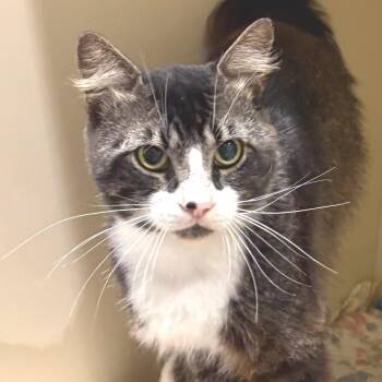 Domestic Short Hair Cats Available for Adoption in Sarasota, Florida - Lalo | PetCurious