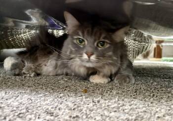 Domestic Medium Hair Cats Available for Adoption in Carson City, Nevada - Crystal | PetCurious