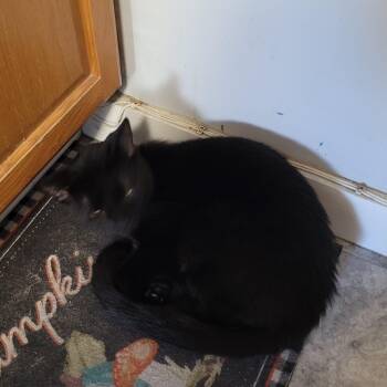 Rescue Domestic Short Hair Cats for Adoption in Reisterstown, Maryland - Leo | PetCurious