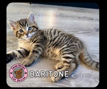 Baritone -  Domestic Short Hair Cat for Adoption in Hershey, Pennsylvania - Baritone | PetCurious