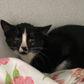 Vic -  Domestic Short Hair Cat for Adoption in Buffalo, Wyoming - Vic | PetCurious