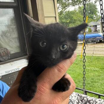 Domestic Short Hair Cats Available for Adoption in Lancaster, Ohio - Sebastian | PetCurious