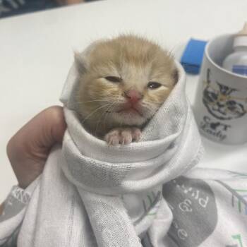 Huckleberry -  Domestic Short Hair Cat for Adoption in Chattanooga, Tennessee - Huckleberry | PetCurious