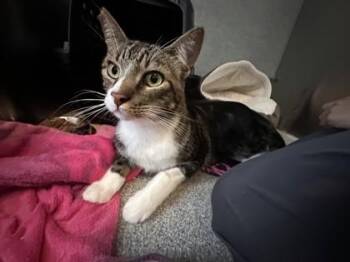 Jackson -  Domestic Short Hair Cat for Adoption in Roseville, California - Jackson | PetCurious