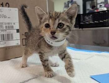 A1936223 -  Domestic Short Hair Cat for Adoption in Thousand Palms, California - A1936223 | PetCurious