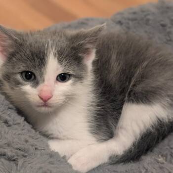 Domestic Short Hair Cats Available for Adoption in Washington, District Of Columbia - Princess Bride Litter- Vizzini | PetCurious