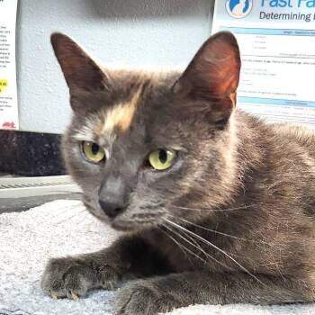 Ruby-doo -  Domestic Short Hair Cat for Adoption in Brighton, Missouri - Ruby-doo | PetCurious