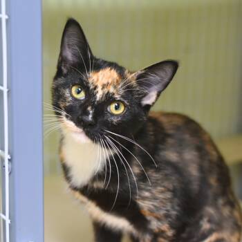 Rescue Domestic Short Hair Cats for Adoption in St. Petersburg, Florida - Alyse | PetCurious