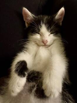 PATCH -  Domestic Short Hair Cat for Adoption in Kent, Washington - PATCH | PetCurious
