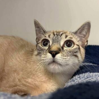 Domestic Short Hair Cats Available for Adoption - Rosamund (bonded W/ Posy) | PetCurious