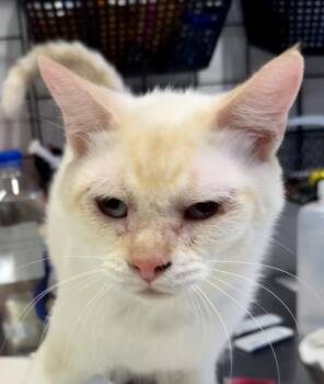Siamese Cats Available for Adoption in Mobile, Alabama - Sinbad | PetCurious