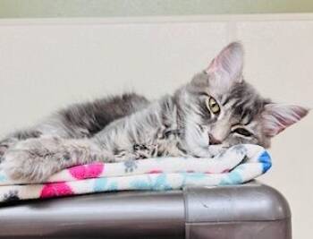 Rescue Domestic Medium Hair Cats for Adoption in Arlington, Washington - Tweety | PetCurious