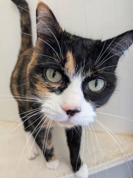 Tortoiseshell and Calico Cats Available for Adoption - Azula | PetCurious