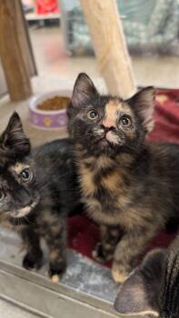 Frazier -  Tortoiseshell Cat for Adoption in Missoula, Montana - Frazier | PetCurious