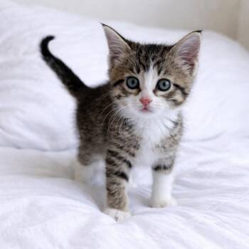 Domestic Short Hair and Tabby Cats Available for Adoption - River | PetCurious