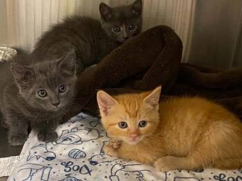 AVOCADO DROP -  Domestic Short Hair Cat for Adoption in Tustin, California - AVOCADO DROP | PetCurious