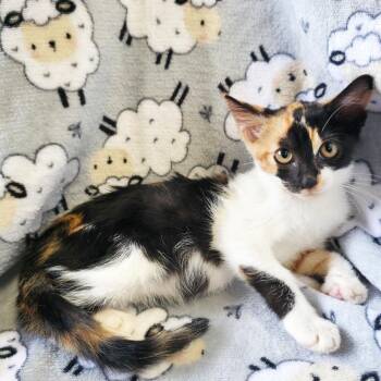 Quinoa -  Domestic Short Hair Cat for Adoption in Mt. Juliet, Tennessee - Quinoa | PetCurious