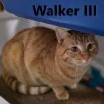 Walker III -  Domestic Short Hair Cat for Adoption in Olympia, Washington - Walker III | PetCurious