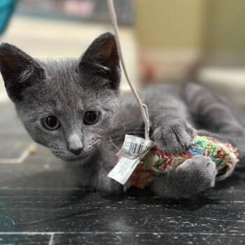 Rescue Domestic Short Hair Cats for Adoption in East Brunswick, New Jersey - Becks | PetCurious