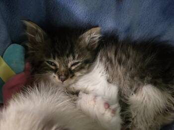 River -  Domestic Short Hair Cat for Adoption in Dorr, Michigan - River | PetCurious
