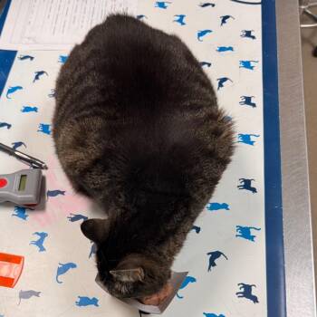 Domestic Short Hair Cats Available for Adoption in Roanoke, Virginia - Katniss | PetCurious