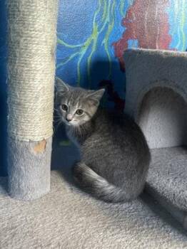 Klondike -  Domestic Short Hair Cat for Adoption in Harbor Springs, Michigan - Klondike | PetCurious
