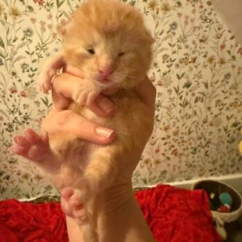 Rhombus C10788 -  Domestic Short Hair Cat for Adoption - Rhombus C10788 | PetCurious