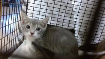 Domestic Short Hair Cats Available for Adoption in Doral, Florida - MISHA | PetCurious