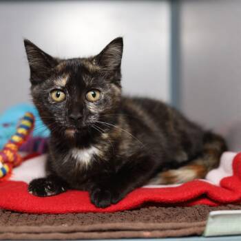 Rebar -  Domestic Short Hair Cat for Adoption in Evansville, Indiana - Rebar | PetCurious