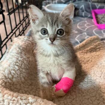Disco Snail - Graphic Content Warning -  Domestic Short Hair Cat for Adoption in Charlotte, North Carolina - Disco Snail - Graphic Content Warning | PetCurious