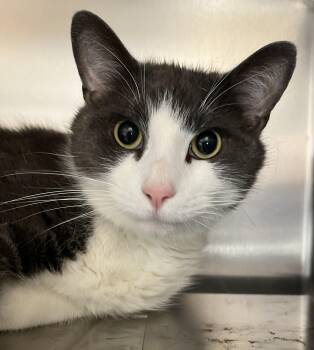 WINSTON (CR/SC) -  Domestic Short Hair Cat for Adoption in Sainte-angèle-de-monnoir, Quebec - WINSTON (CR/SC) | PetCurious