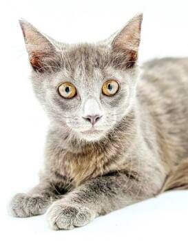 Gray is teeny weeny and soooo floofy - OLD ENOUGH TO GO SOLO -  Nebelung Cat for Adoption in Bedford Hills, New York - Gray Is Teeny Weeny And Soooo Floofy - OLD ENOUGH TO GO SOLO | PetCurious