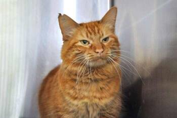 Domestic Medium Hair Cats Available for Adoption in Coupeville, Washington - Sonnet | PetCurious