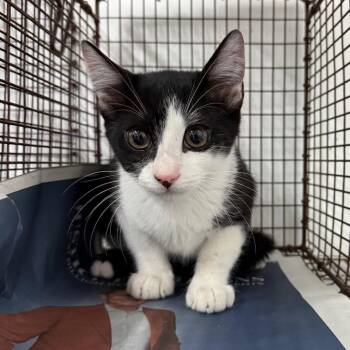 Hamilton -  Domestic Short Hair Cat for Adoption in Edinburg, Texas - Hamilton | PetCurious