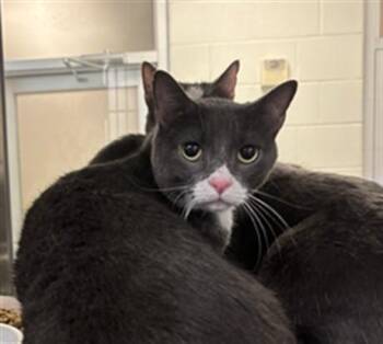 Rescue Domestic Short Hair Cats for Adoption in Plano, Texas - Dante A214224 | PetCurious