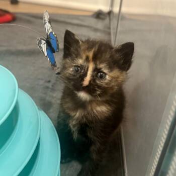 Domestic Short Hair Cats Available for Adoption in Silver Spring, Maryland - Nutmeg (Available 5/16) | PetCurious