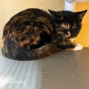 Wednesday -  Domestic Short Hair Cat for Adoption in Cheyenne, Wyoming - Wednesday | PetCurious