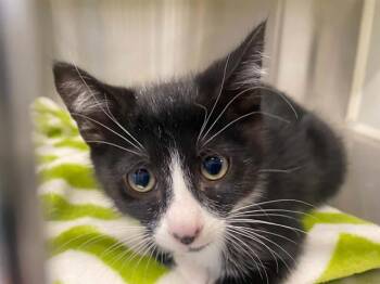 DAVEY -  Domestic Short Hair Cat for Adoption in Tustin, California - DAVEY | PetCurious