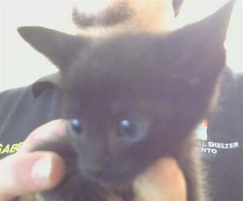 Domestic Short Hair Cats Available for Adoption in Sacramento, California - BOBBY | PetCurious