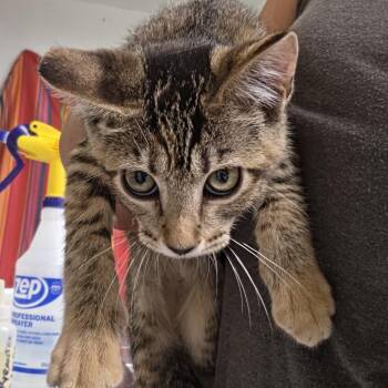 Chipa -  Domestic Short Hair Cat for Adoption in Leander, Texas - Chipa | PetCurious