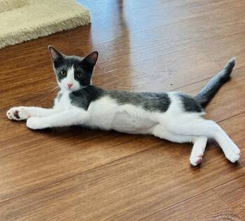 DarlaMay -  Domestic Short Hair Cat for Adoption in Walled Lake, Michigan - DarlaMay | PetCurious