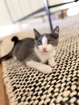 Cleo -  Russian Blue and Domestic Short Hair Cat for Adoption in San Antonio, Texas - Cleo | PetCurious