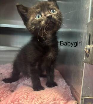 Baby Girl -  Domestic Short Hair Cat for Adoption in Cambridge, Maryland - Baby Girl | PetCurious