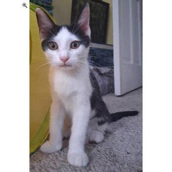 Cowgirl Everett - adopt with a sibling -  Domestic Short Hair Cat for Adoption in Hudson, Massachusetts - Cowgirl Everett - Adopt With A Sibling | PetCurious