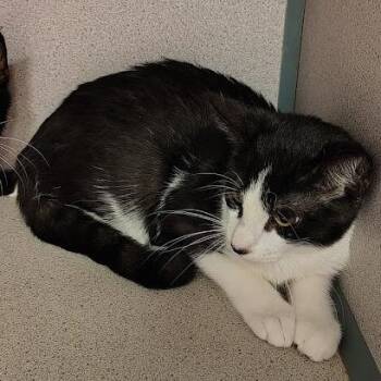 Zade -  Domestic Short Hair Cat for Adoption in Cedar Rapids, Iowa - Zade | PetCurious
