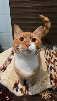 Rescue Domestic Short Hair Cats for Adoption in Smithtown, New York - Chuckie | PetCurious