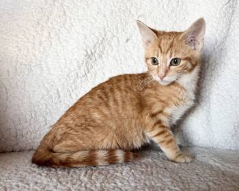 Rescue Domestic Short Hair Cats for Adoption in Rochester, Indiana - Buck | PetCurious