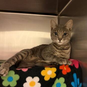King Tut -  Domestic Short Hair Cat for Adoption in Council Bluffs, Iowa - King Tut | PetCurious