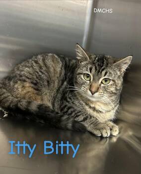 Domestic Short Hair Cats Available for Adoption - Itty Bitty | PetCurious