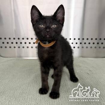 STORM -  Domestic Short Hair Cat for Adoption in Irvine, California - STORM | PetCurious